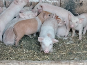 Purcei marele alb cu duroc - imagine 3