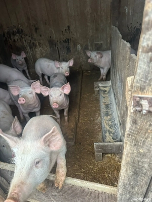 Purcei de vanzare - imagine 2