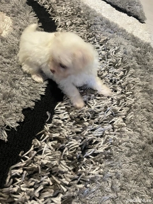 Catelusi bichon