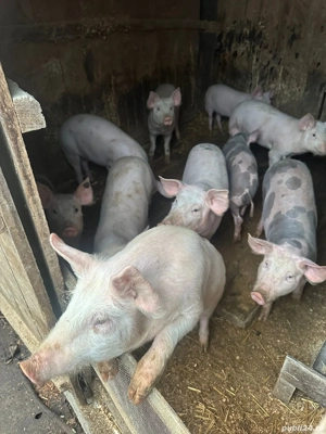 Purcei de vanzare - imagine 3