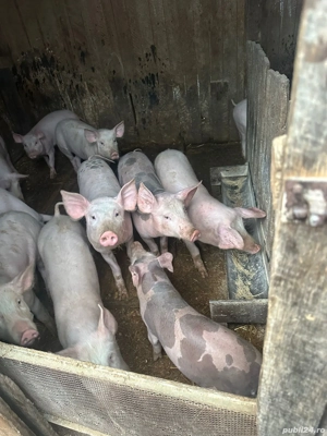 Purcei de vanzare - imagine 4