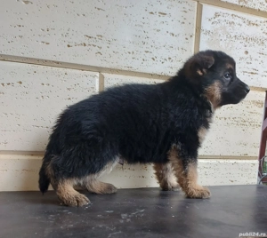 Pui Ciobănesc German cu pedigree - imagine 5