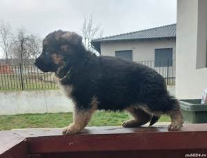 Pui Ciobănesc German cu pedigree - imagine 3