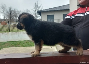 Pui Ciobănesc German cu pedigree - imagine 4