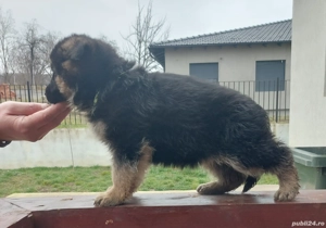 Pui Ciobănesc German cu pedigree - imagine 2
