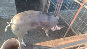 vand purcea 100 kg +,- - imagine 2