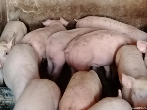 Soldani rasa pic 40-50 kg - imagine 2