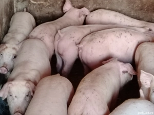 Soldani rasa pic 40-50 kg