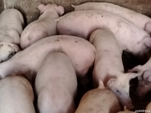 Soldani rasa pic 40-50 kg - imagine 4