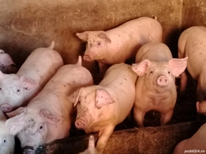 Soldani rasa pic 40-50 kg - imagine 3