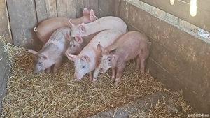 vând 6 purcei de 12 săptămâni rasa de carne  - imagine 2