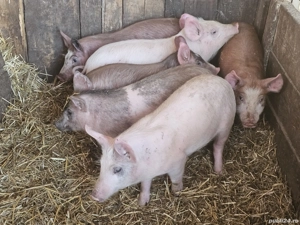 vând 6 purcei de 12 săptămâni rasa de carne  - imagine 3