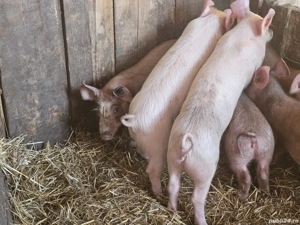 vând 6 purcei de 12 săptămâni rasa de carne  - imagine 4