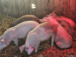 vând 6 soldani rasă de calitate de carne 30-35 kg 