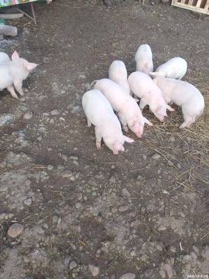 Purcei Landrace 8 M 2 F - imagine 4