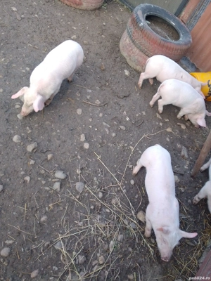 Purcei Landrace 8 M 2 F - imagine 5