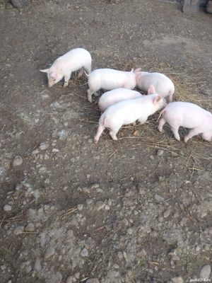 Purcei Landrace 8 M 2 F - imagine 3