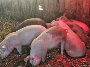 vând 6 soldani rasă de calitate de carne 30-35 kg  - imagine 2