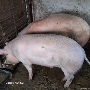 Porci de vânzare  - imagine 2