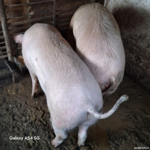 Porci de vânzare  - imagine 3