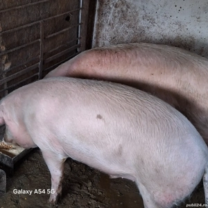 Porci de vânzare  - imagine 4