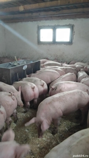 porci rasa de carne 50-60kg 90-140kg - imagine 5