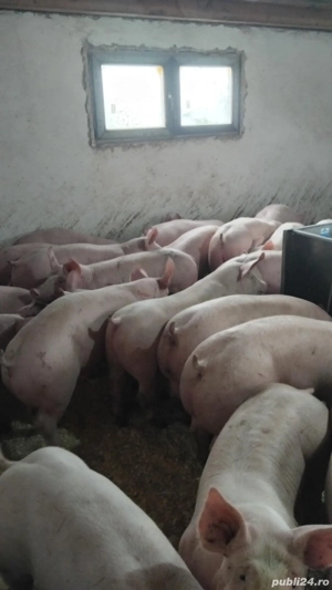 porci rasa de carne 50-60kg 90-140kg - imagine 4