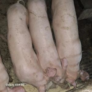 Soldani de vanzare  - imagine 2