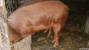 Soldani duroc de vanzare - imagine 4