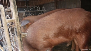 Soldani duroc de vanzare - imagine 3