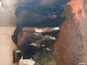 vnd 2 taurasi sau schimb cu iapa 