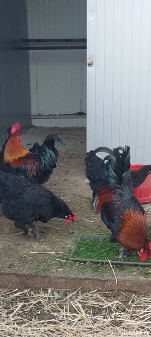 Vând cocoși: Marans ,Vorwerk și Ameraucana