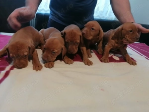 Vizsla viszla vijla Maghiară 