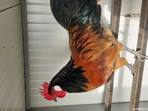 Vând cocoși: Marans ,Vorwerk și Ameraucana - imagine 2