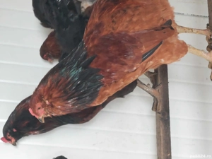 Vând cocoși: Marans ,Vorwerk și Ameraucana - imagine 3