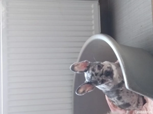 catei bulldog francez - imagine 3