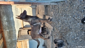 Pui ciobanesc malinois belgian