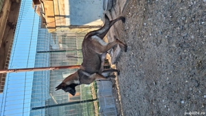 Pui ciobanesc malinois belgian - imagine 5
