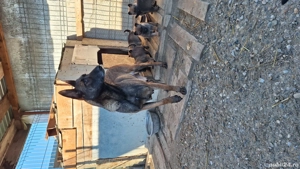 Pui ciobanesc malinois belgian - imagine 4