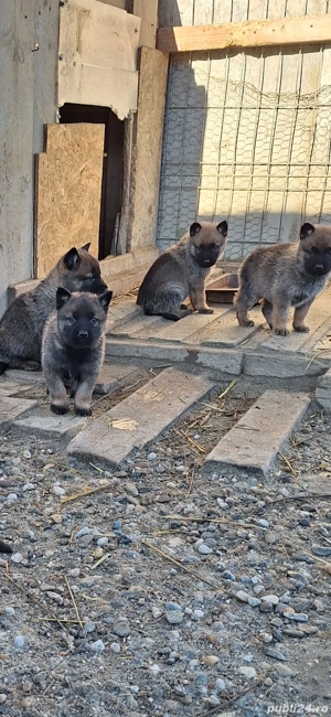 Pui ciobanesc malinois belgian - imagine 3