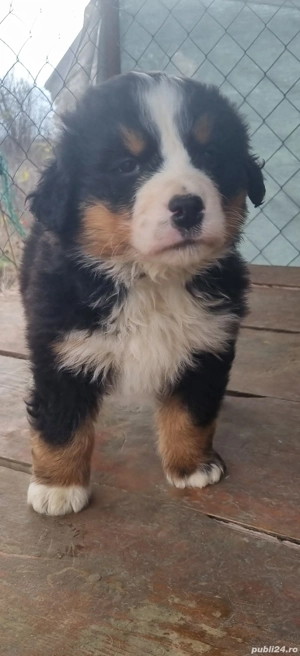 ciobanesc de berna  - imagine 2