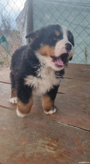 ciobanesc de berna  - imagine 3