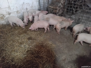 purciei de vanzare mascuri sunt castrati  - imagine 2