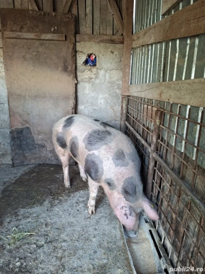 Vand purcea din rasa pietrean are un jur de 120kg - imagine 2