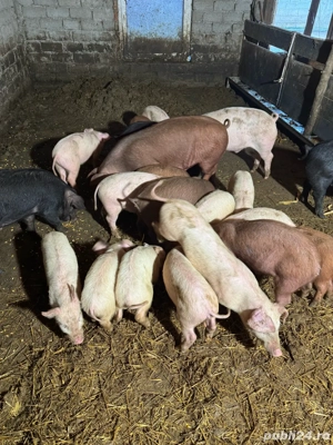 Purcei de vanzare - imagine 3