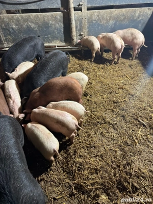 Purcei de vanzare - imagine 5