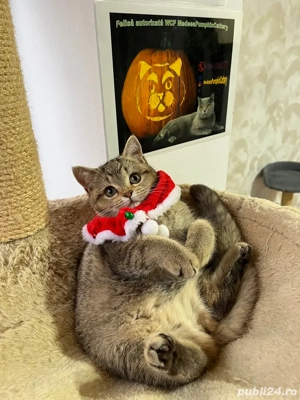 british shorthair golden shaded  - imagine 5