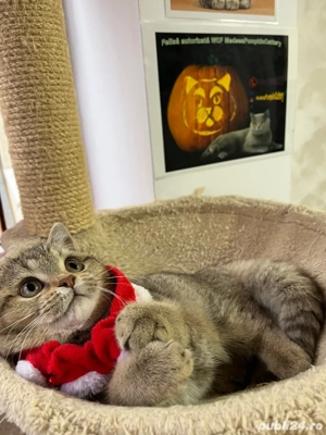 british shorthair golden shaded  - imagine 2