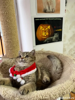 british shorthair golden shaded  - imagine 4