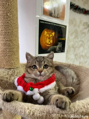 british shorthair golden shaded  - imagine 3